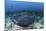 A Large Black-Blotched Stingray Swims over the Rocky Seafloor-Stocktrek Images-Mounted Photographic Print