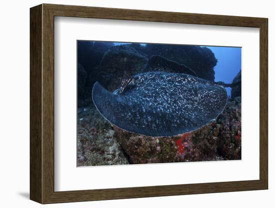 A Large Black-Blotched Stingray Swims over the Rocky Seafloor-Stocktrek Images-Framed Photographic Print