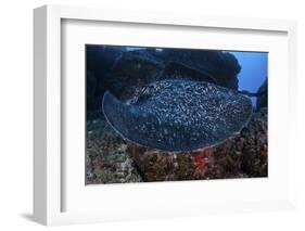 A Large Black-Blotched Stingray Swims over the Rocky Seafloor-Stocktrek Images-Framed Photographic Print