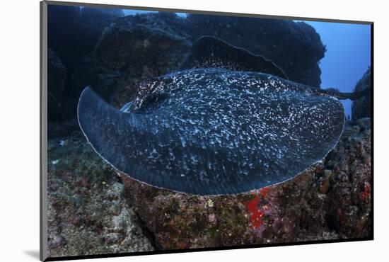 A Large Black-Blotched Stingray Swims over the Rocky Seafloor-Stocktrek Images-Mounted Photographic Print