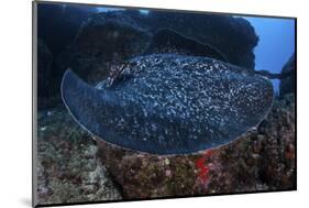 A Large Black-Blotched Stingray Swims over the Rocky Seafloor-Stocktrek Images-Mounted Photographic Print
