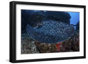 A Large Black-Blotched Stingray Swims over the Rocky Seafloor-Stocktrek Images-Framed Photographic Print