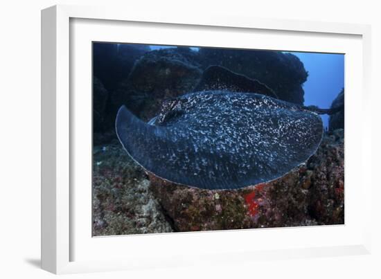 A Large Black-Blotched Stingray Swims over the Rocky Seafloor-Stocktrek Images-Framed Photographic Print