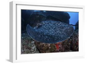 A Large Black-Blotched Stingray Swims over the Rocky Seafloor-Stocktrek Images-Framed Photographic Print