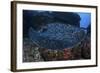 A Large Black-Blotched Stingray Swims over the Rocky Seafloor-Stocktrek Images-Framed Photographic Print