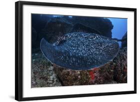 A Large Black-Blotched Stingray Swims over the Rocky Seafloor-Stocktrek Images-Framed Photographic Print