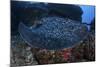 A Large Black-Blotched Stingray Swims over the Rocky Seafloor-Stocktrek Images-Mounted Photographic Print