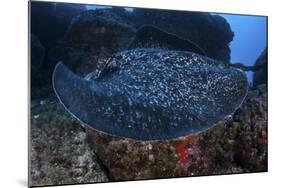 A Large Black-Blotched Stingray Swims over the Rocky Seafloor-Stocktrek Images-Mounted Photographic Print