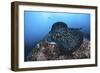 A Large Black-Blotched Stingray Swims over the Rocky Seafloor-Stocktrek Images-Framed Photographic Print