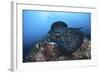 A Large Black-Blotched Stingray Swims over the Rocky Seafloor-Stocktrek Images-Framed Photographic Print