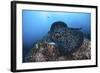 A Large Black-Blotched Stingray Swims over the Rocky Seafloor-Stocktrek Images-Framed Photographic Print