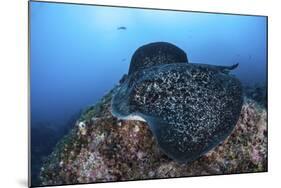 A Large Black-Blotched Stingray Swims over the Rocky Seafloor-Stocktrek Images-Mounted Photographic Print