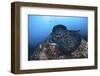 A Large Black-Blotched Stingray Swims over the Rocky Seafloor-Stocktrek Images-Framed Photographic Print