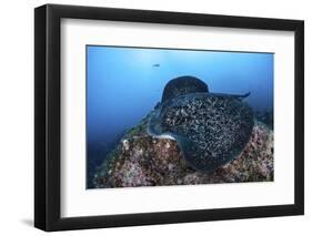 A Large Black-Blotched Stingray Swims over the Rocky Seafloor-Stocktrek Images-Framed Photographic Print