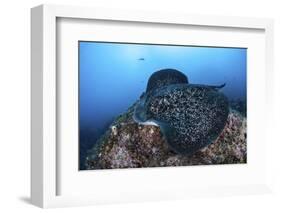 A Large Black-Blotched Stingray Swims over the Rocky Seafloor-Stocktrek Images-Framed Photographic Print