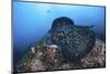 A Large Black-Blotched Stingray Swims over the Rocky Seafloor-Stocktrek Images-Mounted Photographic Print