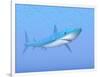 A Large Blue Shark Swimming Quietly Underwater-null-Framed Art Print