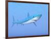 A Large Blue Shark Swimming Quietly Underwater-null-Framed Art Print