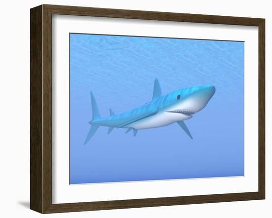 A Large Blue Shark Swimming Quietly Underwater-null-Framed Art Print