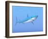 A Large Blue Shark Swimming Quietly Underwater-null-Framed Art Print