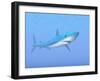 A Large Blue Shark Swimming Quietly Underwater-null-Framed Art Print