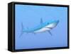 A Large Blue Shark Swimming Quietly Underwater-null-Framed Stretched Canvas
