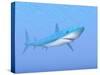 A Large Blue Shark Swimming Quietly Underwater-null-Stretched Canvas