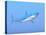 A Large Blue Shark Swimming Quietly Underwater-null-Stretched Canvas