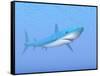 A Large Blue Shark Swimming Quietly Underwater-null-Framed Stretched Canvas