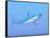 A Large Blue Shark Swimming Quietly Underwater-null-Framed Stretched Canvas