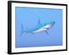 A Large Blue Shark Swimming Quietly Underwater-null-Framed Art Print