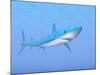 A Large Blue Shark Swimming Quietly Underwater-null-Mounted Art Print