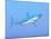A Large Blue Shark Swimming Quietly Underwater-null-Mounted Art Print
