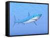 A Large Blue Shark Swimming Quietly Underwater-null-Framed Stretched Canvas