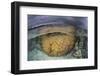 A Large Boulder Coral Colony Grows in Shallow Water in the Solomon Islands-Stocktrek Images-Framed Photographic Print