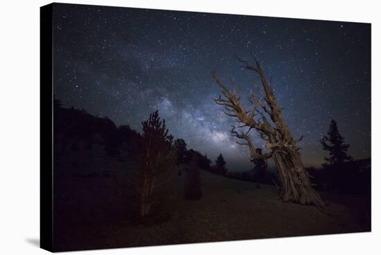 A Large Bristlecone Pine in the Patriarch Grove Bears Witness to the Rising Milky Way-null-Stretched Canvas