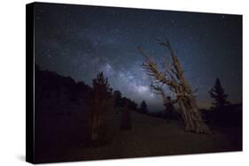 A Large Bristlecone Pine in the Patriarch Grove Bears Witness to the Rising Milky Way-null-Stretched Canvas