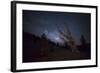 A Large Bristlecone Pine in the Patriarch Grove Bears Witness to the Rising Milky Way-null-Framed Photographic Print