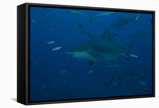 A Large Bull Shark at the Bistro Dive Site in Fiji-Stocktrek Images-Framed Stretched Canvas