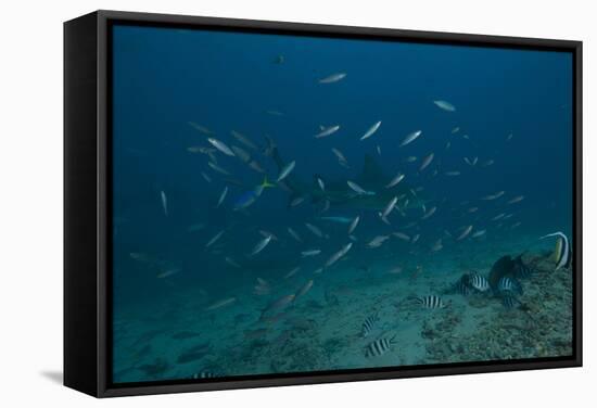 A Large Bull Shark at the Bistro Dive Site in Fiji-Stocktrek Images-Framed Stretched Canvas