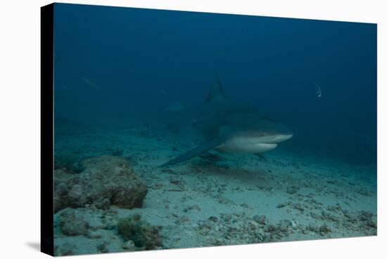 A Large Bull Shark at the Bistro Dive Site in Fiji-Stocktrek Images-Stretched Canvas