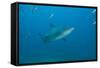 A Large Bull Shark at the Bistro Dive Site in Fiji-Stocktrek Images-Framed Stretched Canvas