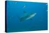A Large Bull Shark at the Bistro Dive Site in Fiji-Stocktrek Images-Stretched Canvas