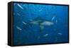A Large Bull Shark at the Bistro Dive Site in Fiji-Stocktrek Images-Framed Stretched Canvas
