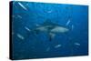 A Large Bull Shark at the Bistro Dive Site in Fiji-Stocktrek Images-Stretched Canvas