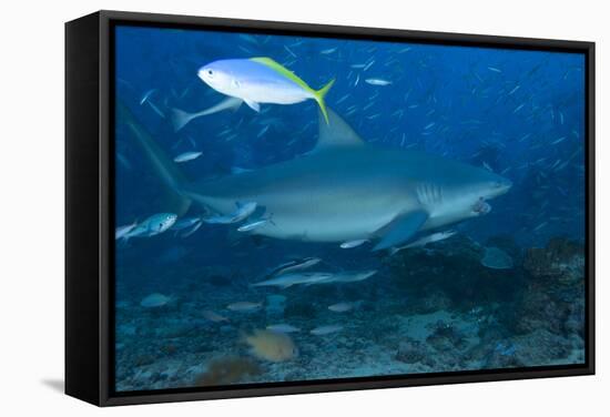 A Large Bull Shark at the Bistro Dive Site in Fiji-Stocktrek Images-Framed Stretched Canvas