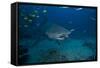 A Large Bull Shark at the Bistro Dive Site in Fiji-Stocktrek Images-Framed Stretched Canvas