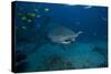 A Large Bull Shark at the Bistro Dive Site in Fiji-Stocktrek Images-Stretched Canvas