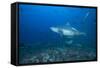 A Large Bull Shark at the Bistro Dive Site in Fiji-Stocktrek Images-Framed Stretched Canvas