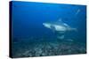 A Large Bull Shark at the Bistro Dive Site in Fiji-Stocktrek Images-Stretched Canvas